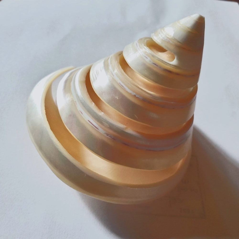 Beach Decor Pearlized Spiral Cut Trocha Shells Trocha Shell - Seashell collector
